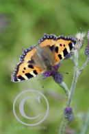 Small Tortoiseshell Butterfly